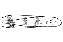Trimerotropis tolteca