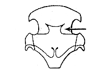 Hesperotettix viridis