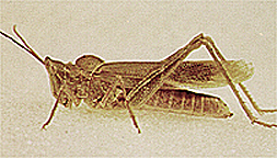 adult female