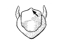 Campylacantha olivaceae, male (Subgenital plate)