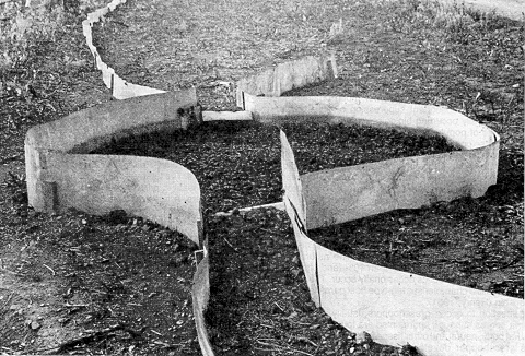 Figure 373 - Metal barrier with double entrance for capturing Mormon crickets, 1938. Note accumulation of dead crickets in pit. 