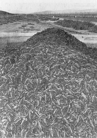 Figure 375 - Hordes of dead Mormon crickets cleaned from barrier traps, 1938. 
