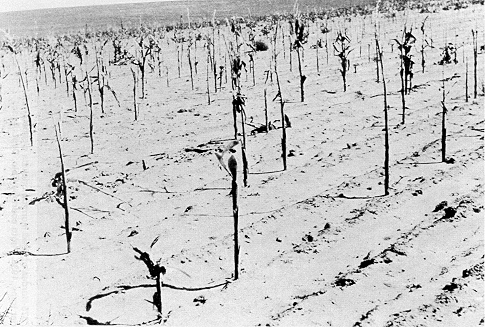 Figure 376 - Remains of corn field following grasshopper attack, 1939. 