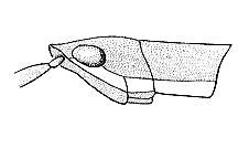Paropomala wyomingensis