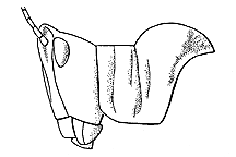 Acrolophitus hirtipes
