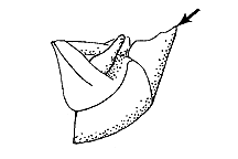 Hesperotettix viridis (Side View) figure