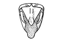 Hesperotettix speciosus (Top View) figure