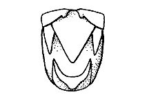 Hesperotettix viridis (Top View) figure