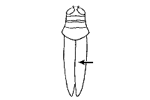 Hesperotettix viridis