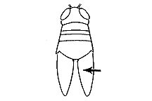 Hesperotettix viridis