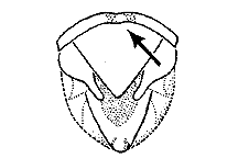 Aeoloplides turnbulli (Top View) figure