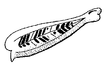 Aeoloplides turnbulli
