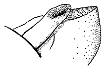 Melanoplus gladstoni (Side View) figure