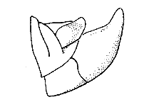 Melanoplus sanguinipes (Side View) figure