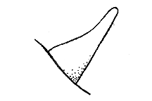 Phoetaliotes nebrascensis
