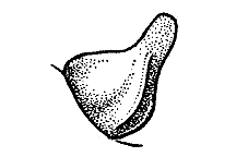 Melanoplus lakinus