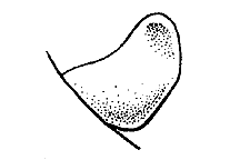 Melanoplus discolor
