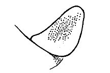Melanoplus occidentalis