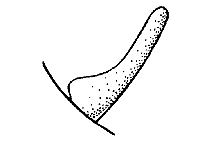 Melanoplus dodgei