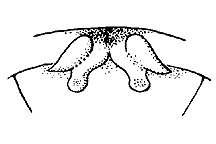 Melanoplus tristis