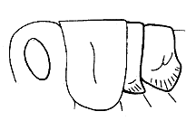Tegmina and wing pads pointed down (ventrally). 
