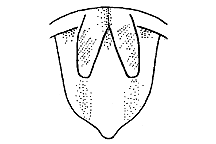 Melanoplus bruneri (Furculae) figure