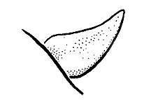 Melanoplus regalis