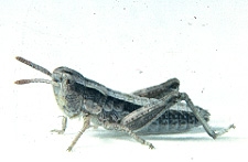 Aeropedellus clavatus - Figure 1