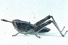 Aeropedellus clavatus - Figure 2