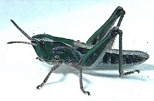 Aeropedellus clavatus - Figure 3