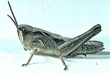 Aeropedellus clavatus - Figure 4