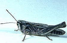 Aeropedellus clavatus female