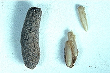 grasshopper eggs