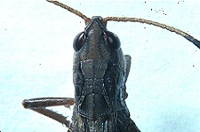 Aeropedellus clavatus pronotum