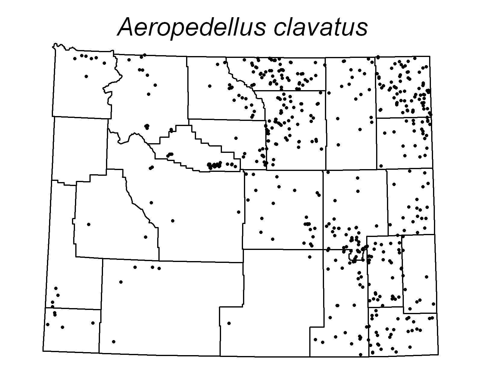 Aeropedellus clavatus 