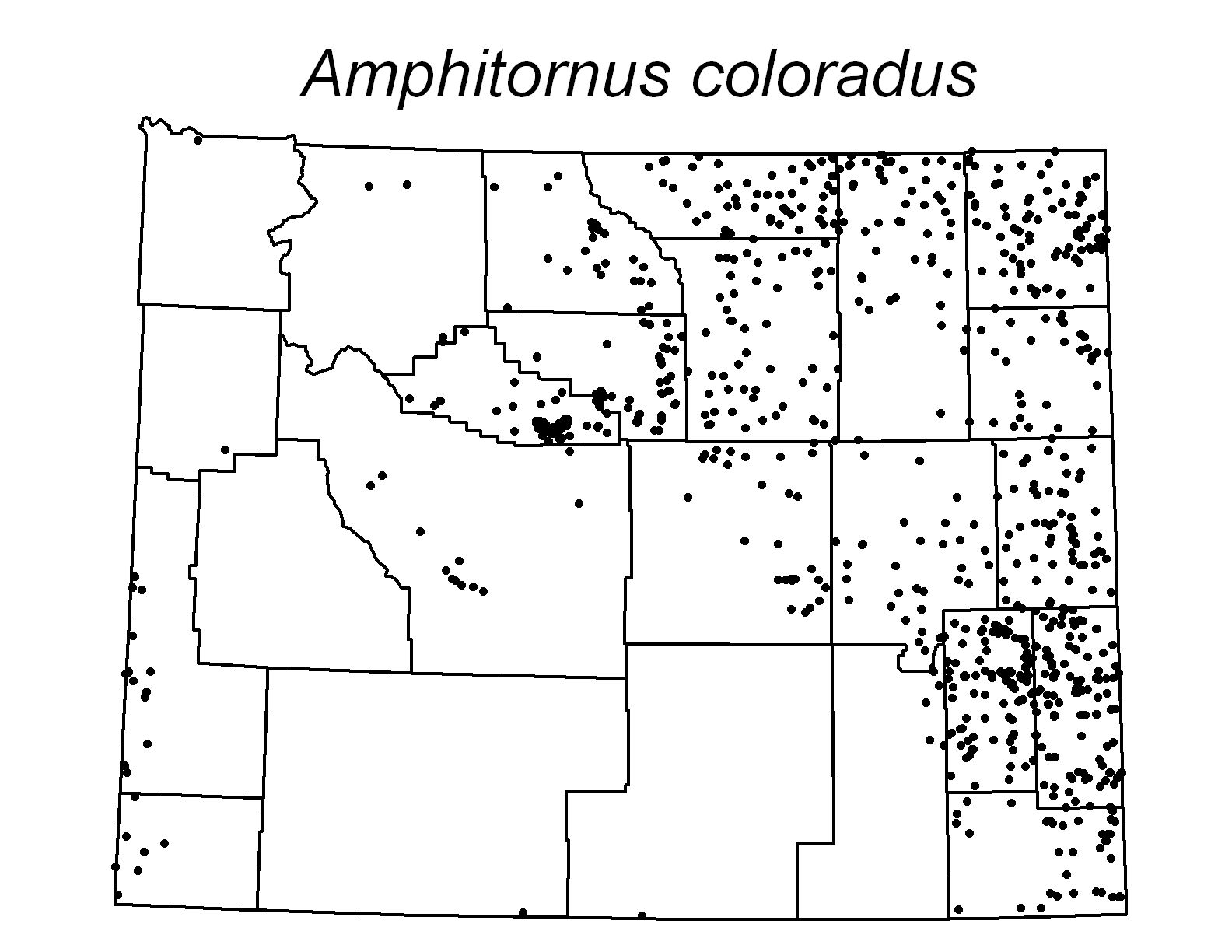 Amphitornus coloradus