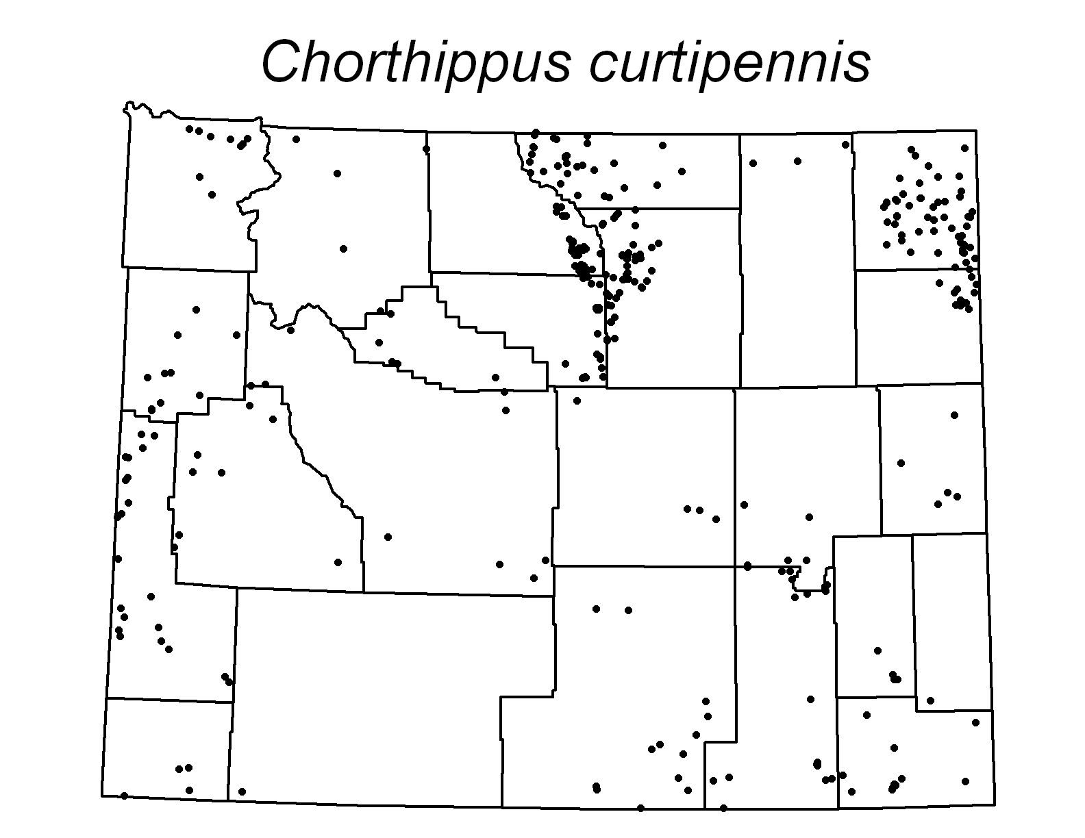 Chorthippus curtipennis