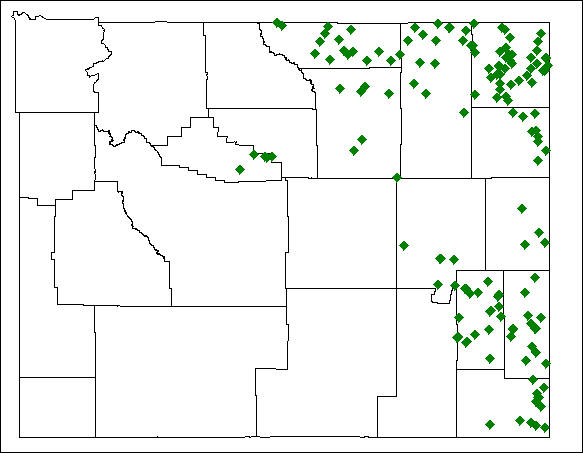 Phoetaliotes nebrascensis