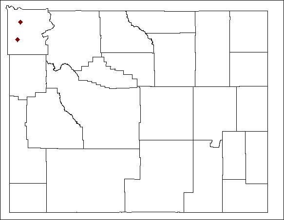 Trimerotropis diversellus map