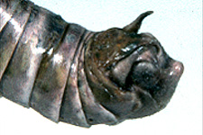 End of male abdomen (note preapical tubercle on subgenital plate). Adult male. Adult female. 