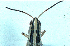 Note chocolate stripes above each eye.