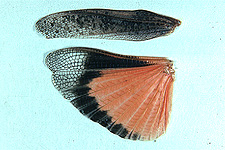 Tegmen and wing (note relatively solid coloration of tegmen).