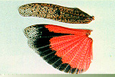 Hind wing and tegmen.