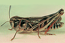 Adult female.