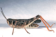 Adult male.