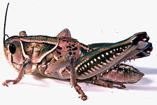 Adult male (note tegmina reduced to spotted pad).