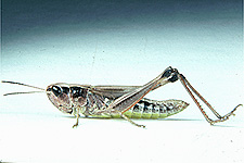 Adult female.