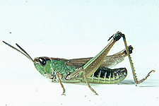 Adult male.