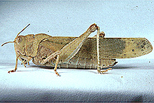Adult female.