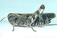Adult female.